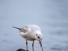 -深圳湾公园(南山区)