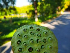 -大兴滨河森林公园