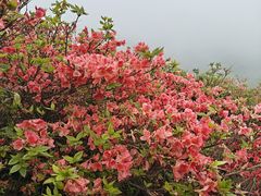 -大围山国家森林公园
