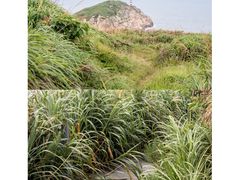 -嵛山岛