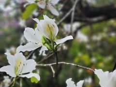 -中国科学院华南植物园