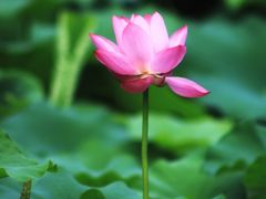 -莫愁湖公园