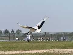 -盐城丹顶鹤湿地生态旅游区