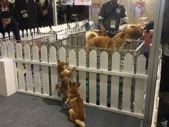 -东浩兰生上海世博展览馆