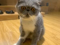 -啵啵喵·猫咖(攀华国际店)