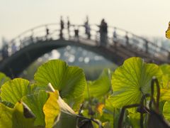 -白洋淀景区