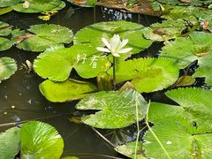 -中国科学院西双版纳热带植物园