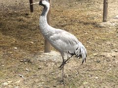 -青藏高原野生动物园