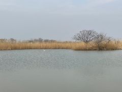 -盐城丹顶鹤湿地生态旅游区