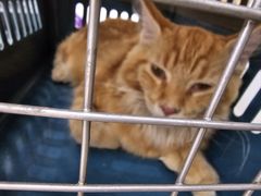 -爱侣宠医·鹦鹉专科·小型哺乳类·异宠专科(灵石路店)