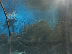 -苏州海洋馆