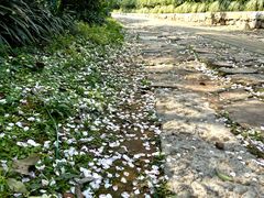 -雨花胜境