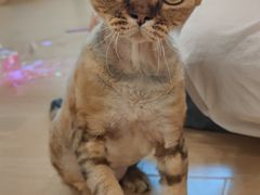 -有喵·猫咖·狗咖·30几只猫10只小狗(岗厦店)