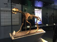 -北京周口店北京人遗址博物馆