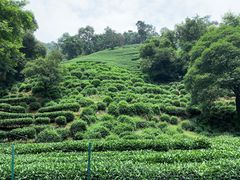 -国生茶庄·地道农家菜团建活动