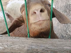 -石家庄市动物园