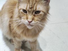 -藏猫猫咖啡主题馆(中央大道店)