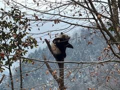 -卧龙中华大熊猫苑神树坪基地