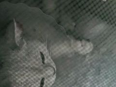 -宠福鑫康馨动物医院·骨科·眼科