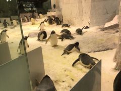 -大连圣亚海洋世界