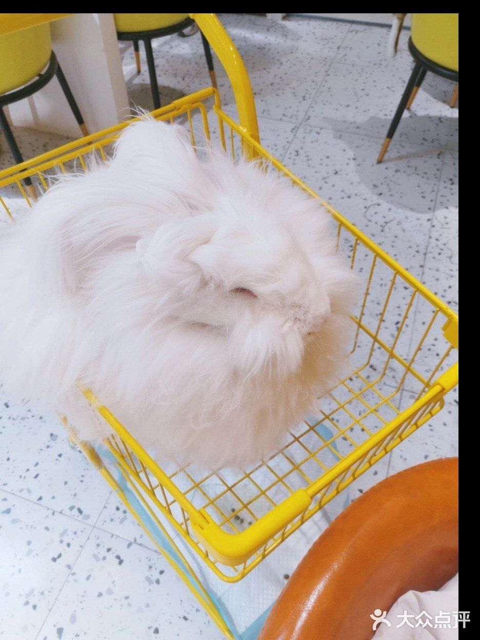 就很离谱[糖果]超级萌的兔兔体验馆