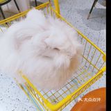 就很离谱[糖果]超级萌的兔兔体验馆
