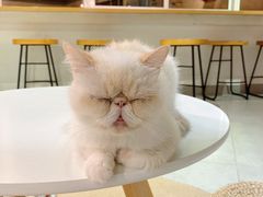 -Heymao猫咖.咖啡厅(东门店)