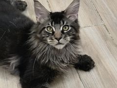 -李小姐の猫咖啡馆(五角场店)