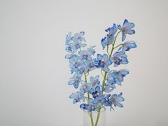 -卓花境Flowerwonderland花店