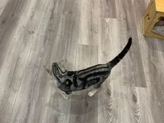 -BABIT巴比特宠物(MOMOPARK店)