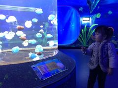 -芜湖新华联大白鲸海洋公园