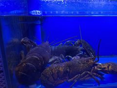 -海陵岛保利皇冠假日酒店·御公馆中餐厅 CANAL LNUA