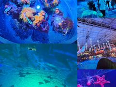 -海合安青岛极地海洋公园