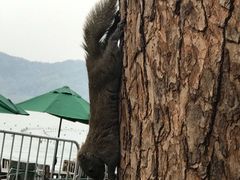 -西湖外事游船(湖滨二公园外事游船码头)