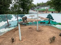 -西霞口神雕山野生动物世界