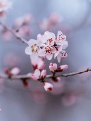 点击看大图 -花开无同摄影写真工作室