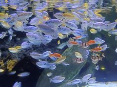 -上海海洋水族馆