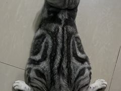 -屋虎猫馆(宝安大仟里店)