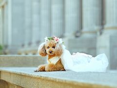 -超宠爱宠物摄影-Super pet