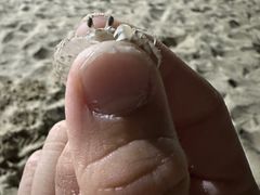 -三亚亚龙湾铂尔曼别墅度假酒店