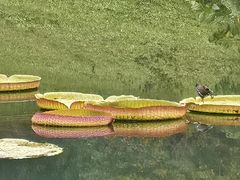 -云溪植物园