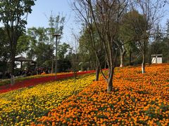 -铁山坪森林公园