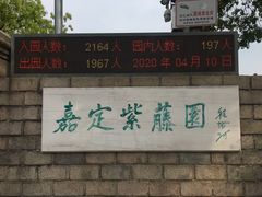-嘉定紫藤园
