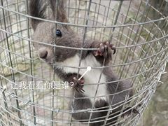 -西霞口神雕山野生动物世界