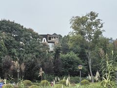 -神仙树公园