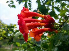 -国家植物园南园