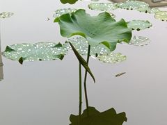 -团结湖公园