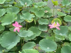 -天津东丽湖风景区