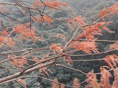 -广州市石门国家森林公园