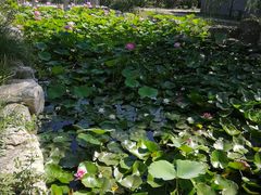 -万源龙顺度假庄园生态观光园